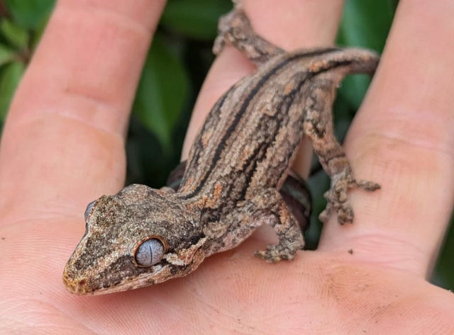 Striped Gargoyle Gecko 5 grams #390