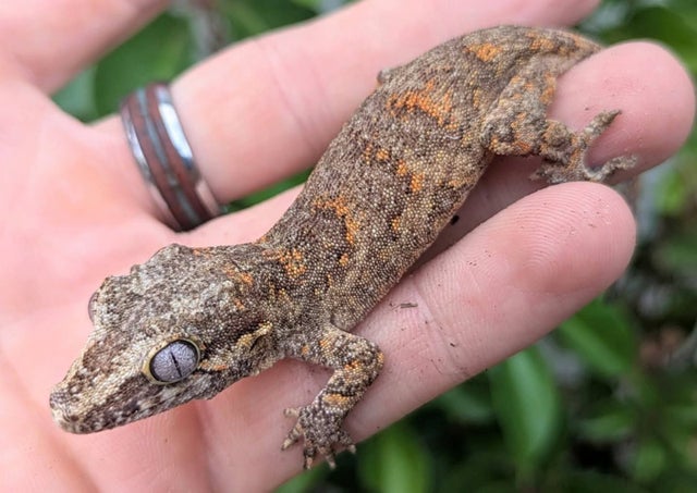 Orange Blotch Reticulated Gargoyle Gecko 9 grams #741