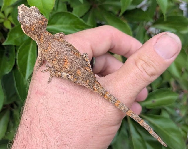 Orange Blotch Reticulated Gargoyle Gecko 9 grams #741