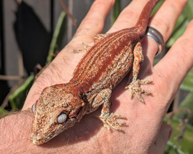 A Red Stripe Gargoyle Gecko Female 38 grams #683