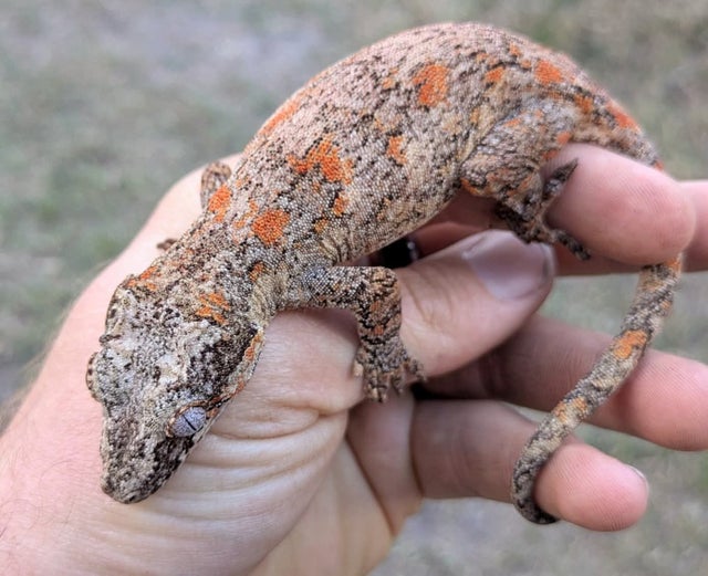 Orange Blotch Reticulated Gargoyle Gecko Female 39 grams CK3
