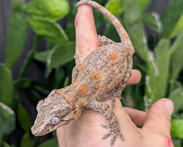 Orange Blotch Reticulated Gargoyle Gecko Female 24 grams CK737