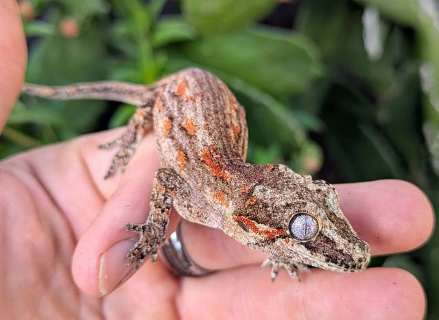 Orange blotched Striped Aberrant Gargoyle Gecko 12 grams N82