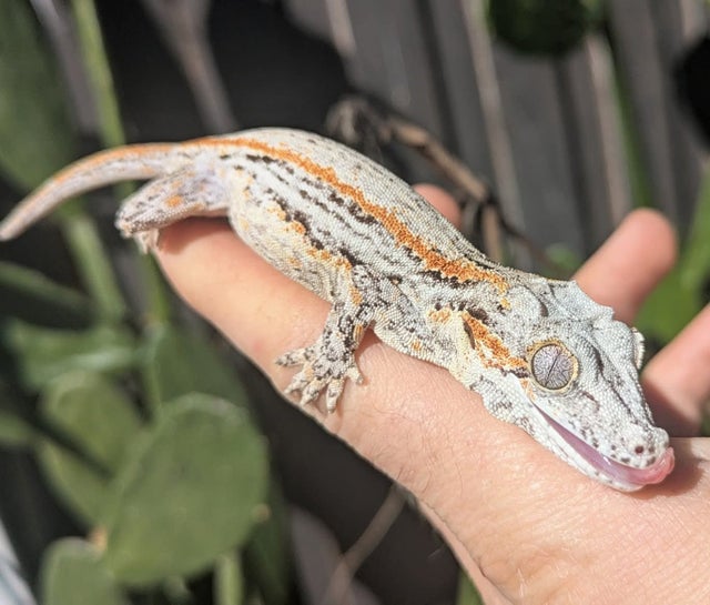 Orange Striped Gargoyle Gecko 18g Male N111