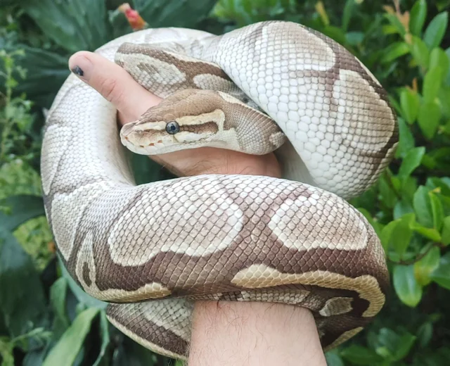 Butter Female Ball Python 2693g