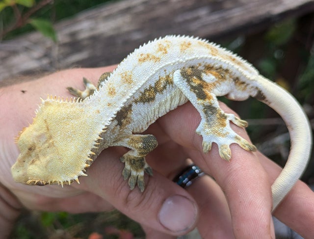 A Lilly White Crested Gecko Male 33g #53