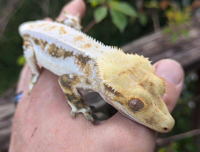 A Lilly White Crested Gecko Male 33g #53