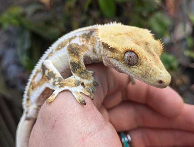A Lilly White Crested Gecko Male 33g #53