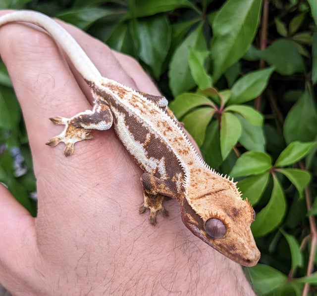 Red Base Lilly White Crested Gecko 12g Unsexed