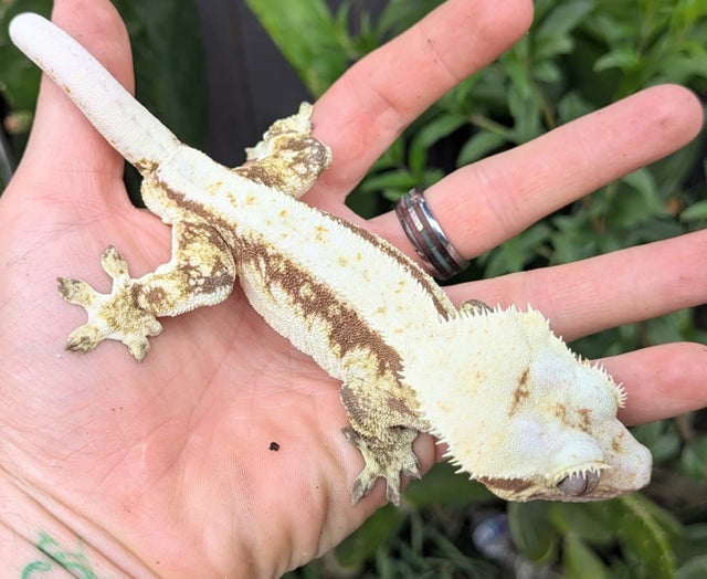 Red Pinstripe Harlequin Lily White Crested Gecko Male 59g CK0