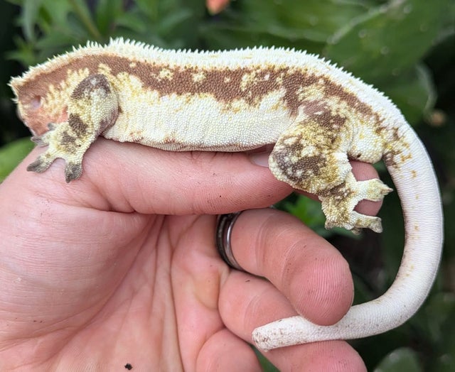 Red Pinstripe Harlequin Lily White Crested Gecko Male 59g CK0