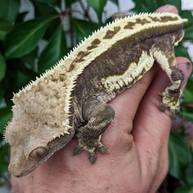 High Contrast Pinstripe Harlequin Crested Gecko 43g Male