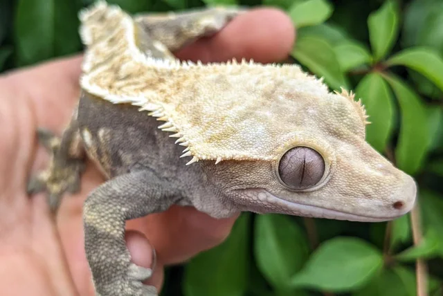 Partial Pinstripe Harlequin Crested Gecko 53g Male