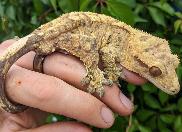 Tiger Dalmatian Crested Gecko 49g Male