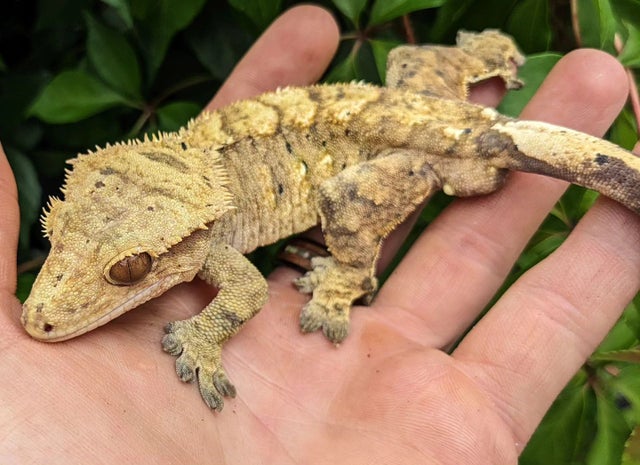 Tiger Dalmatian Crested Gecko 49g Male