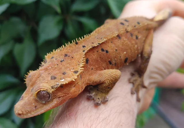 Super Dalmatian Crested Gecko Female 32 grams