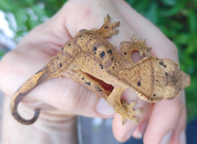 Tiger Dalmatian Crested Gecko Hatchling 9 grams