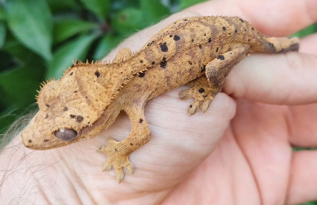 Tiger Dalmatian Crested Gecko Hatchling 9 grams