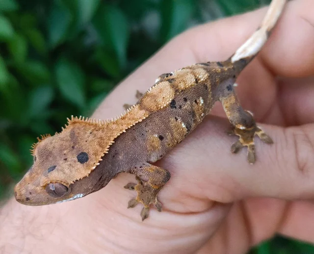 Ink Spot Dalmatian Harlequin Crested Gecko Hatchling 6 grams