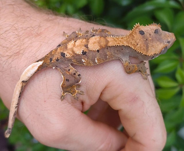 Ink Spot Dalmatian Harlequin Crested Gecko Hatchling 6 grams