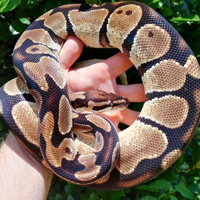 Orange Dream Female Ball Python 1112g