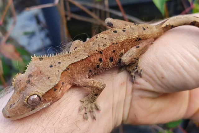 Red Bicolor Dalmatian Crested gecko 18 grams Probable Female