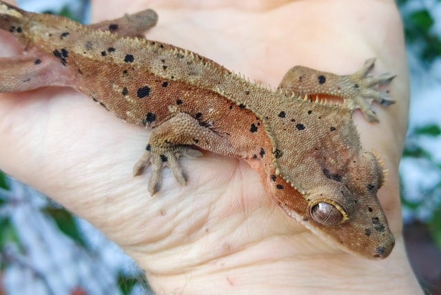Red Bicolor Dalmatian Crested gecko 18 grams Probable Female