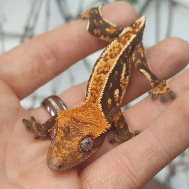 Halloween Pinstripe Harlequin Crested Gecko 8 grams (No tail)