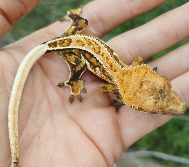 A Extreme Tricolor Harlequin Pinstripe Crested Gecko 9g #67 group 18
