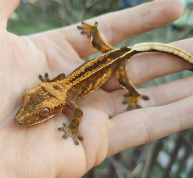 A Red Empty Back Pinstripe Crested Gecko 8g #201 group 17
