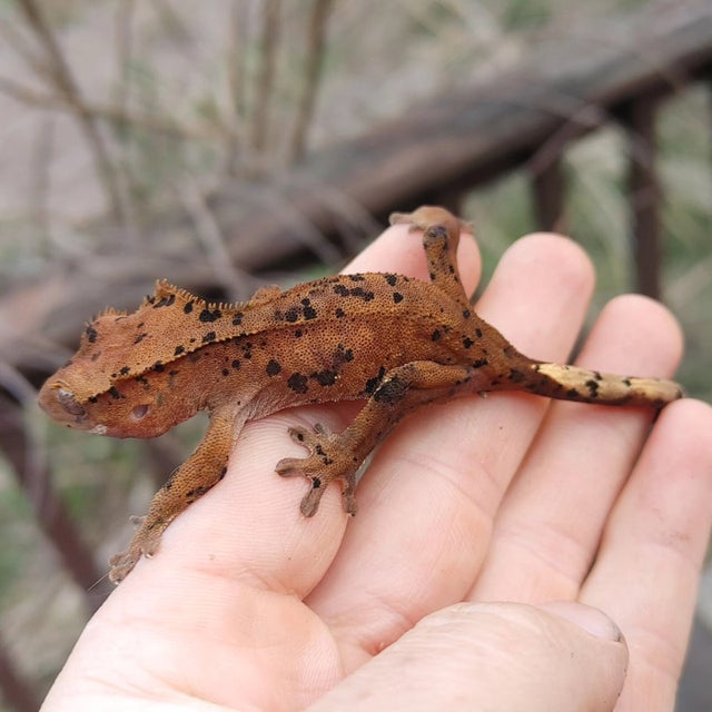 Red Super Dalmatian Crested Gecko 9g Group 15