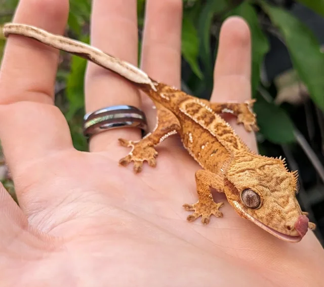 Orange Harlequin Crested Gecko 11g #378