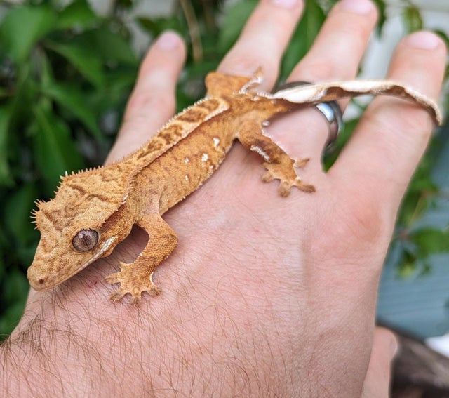 Orange Harlequin Crested Gecko 11g #378