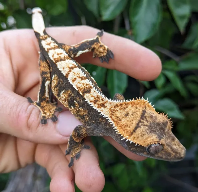 Harlequin Crested Gecko Female 19 grams