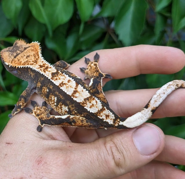 Harlequin Crested Gecko Female 19 grams