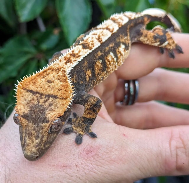 Harlequin Crested Gecko Female 19 grams