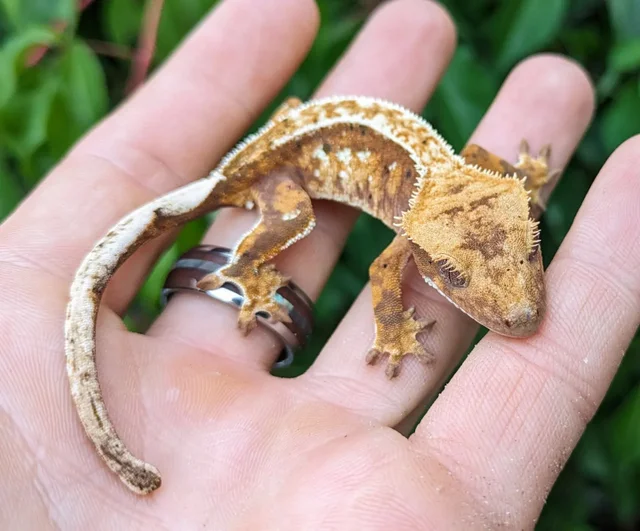 Red Pinstripe Dalmatian Crested Gecko 9 grams #437
