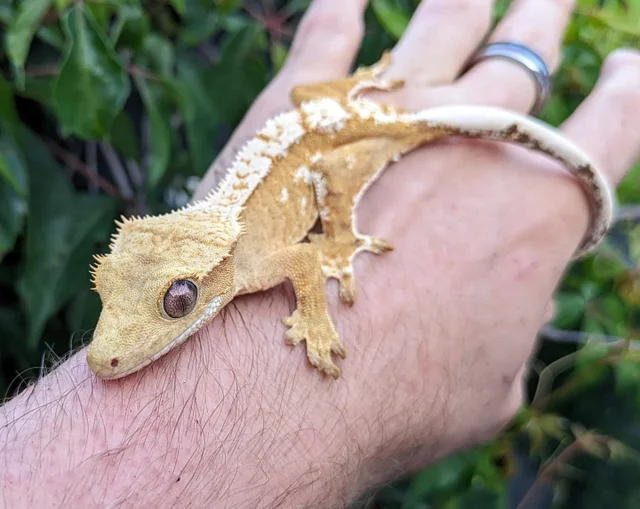 Orange Cream Crested Gecko Female 21 grams #35