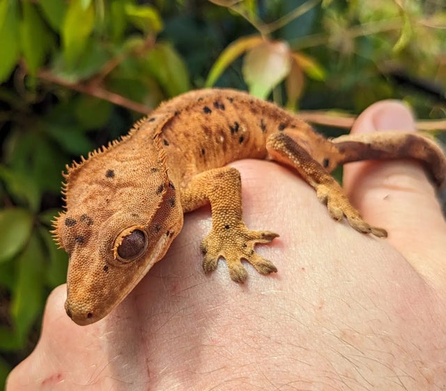 Dalmatian Tiger Crested Gecko Probable Female 22 grams #21