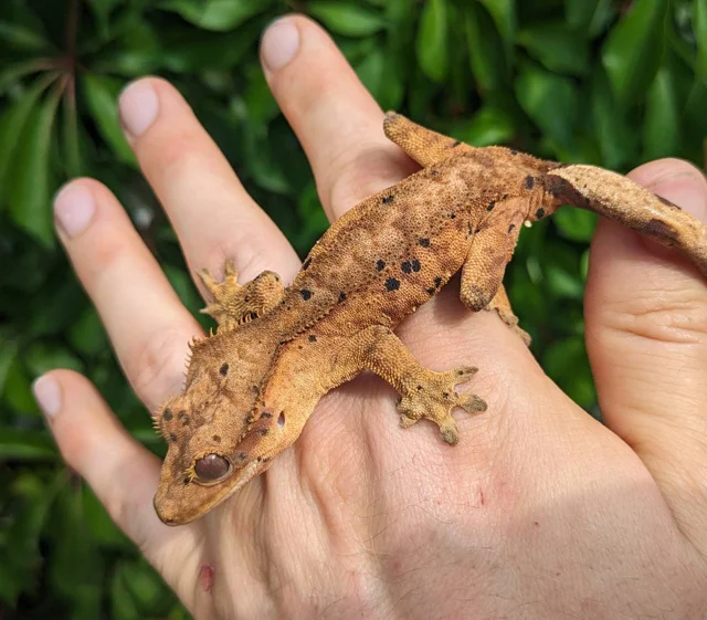 Dalmatian Tiger Crested Gecko Probable Female 22 grams #21