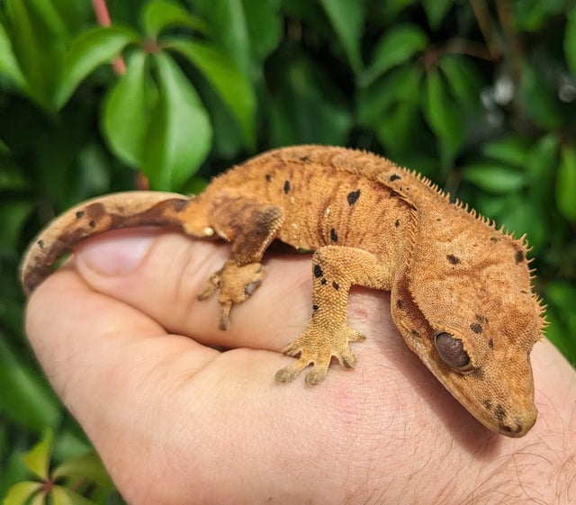 Dalmatian Tiger Crested Gecko Probable Female 22 grams #21