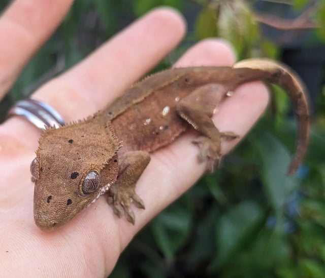 Red Bicolor Dalmatian Crested Gecko 12 grams #462