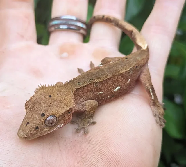 Red Bicolor Dalmatian Crested Gecko 12 grams #462