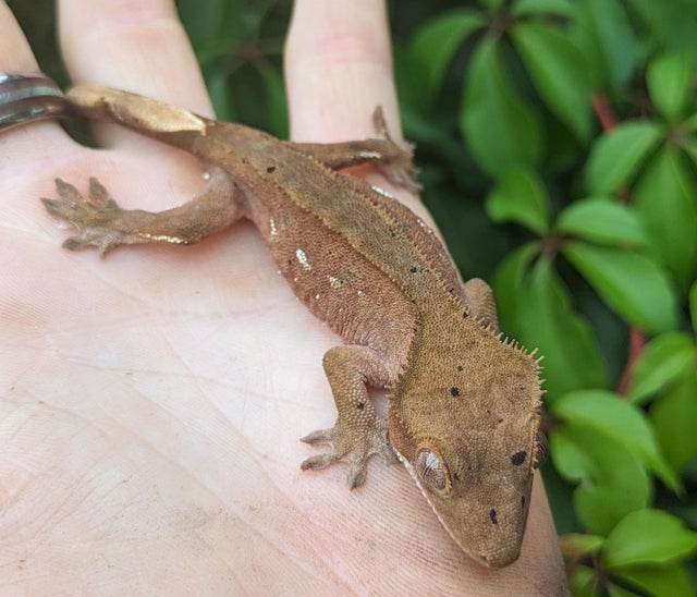Red Bicolor Dalmatian Crested Gecko 12 grams #462