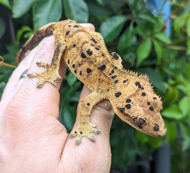 Yellow Tiger Dalmatian Crested Gecko Female 22 grams #393