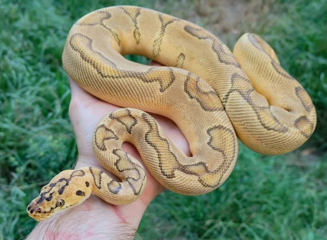 Pastel Enchi Blade Clown Male Ball Python 675g