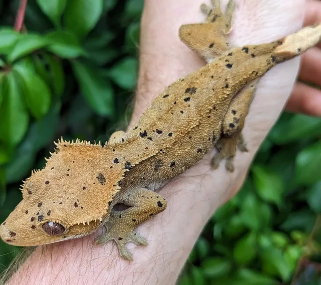 Dalmatian Crested Gecko Female 27 grams #50