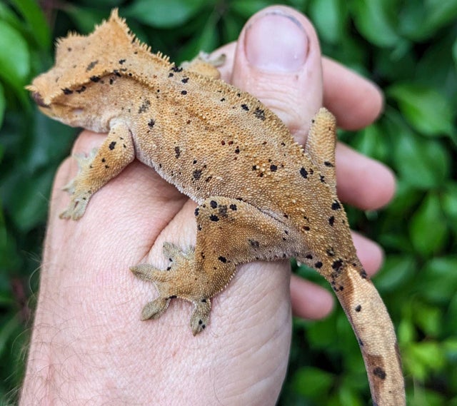 Dalmatian Crested Gecko Female 27 grams #50