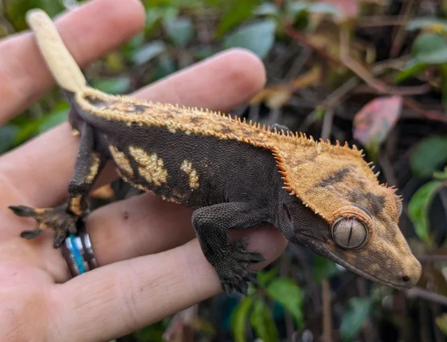2023 Pinstripe Crested Gecko Male 23 grams #461