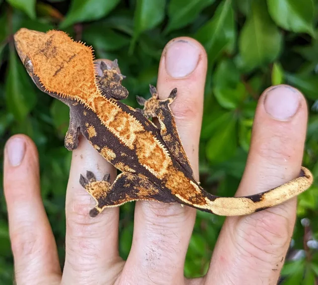 Harlequins Crested Gecko 12 grams #421